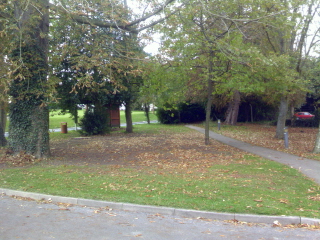 Trees on Newbury Road